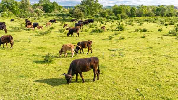 Weidende Rinder auf grÃ¼ner Wiese â€“ nachhaltige Herkunft der Fleischprodukte im SIX ZERO Restaurant im THE FLAMINGO